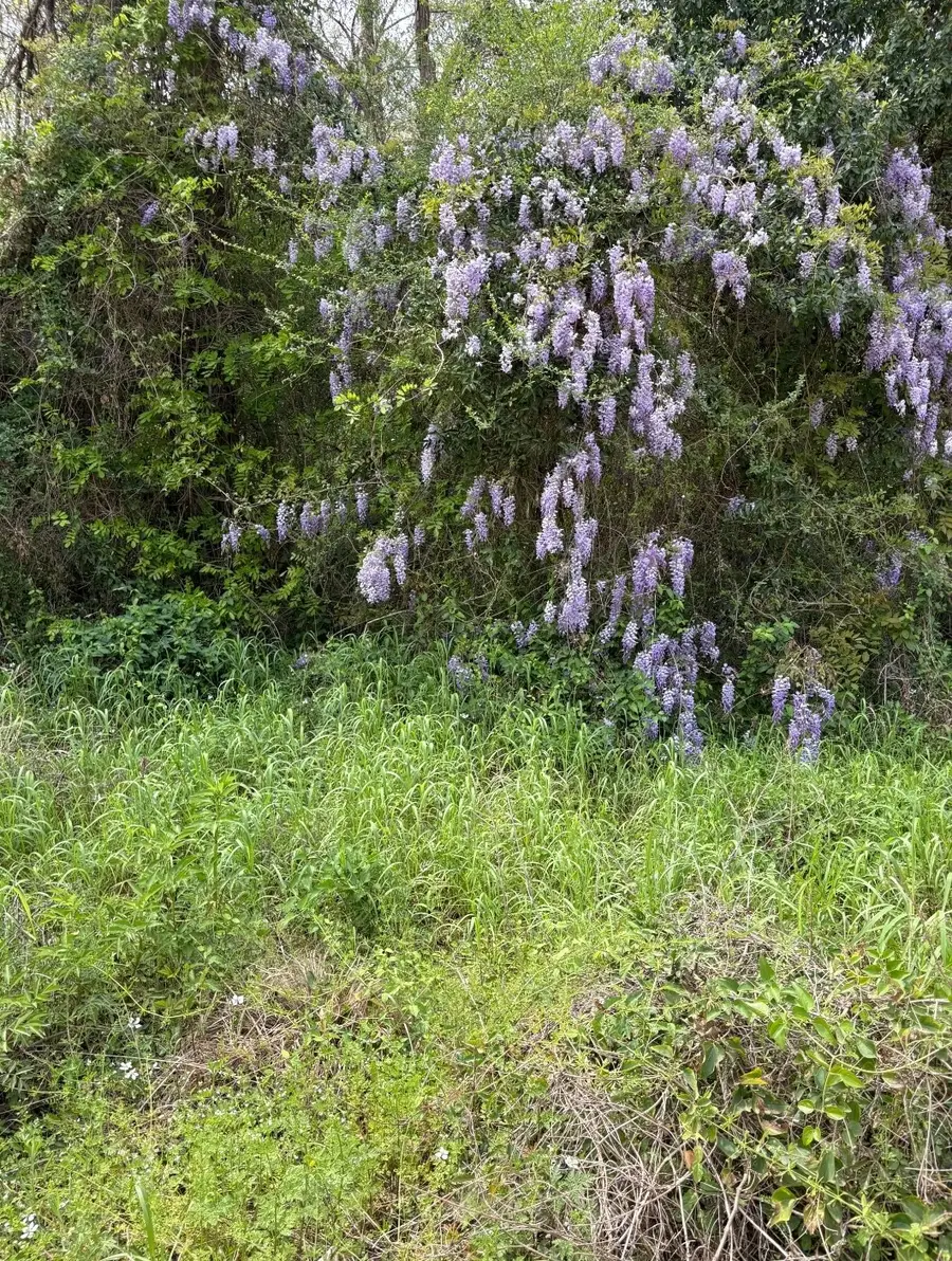 1162 The Ole Don Road, Livingston, TX 77351 - Image #3