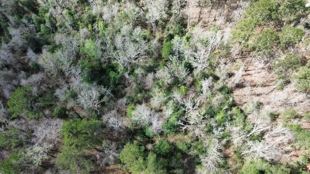 16.97AC Tr Cr 4081, Bon Wier, TX 75928 - #1