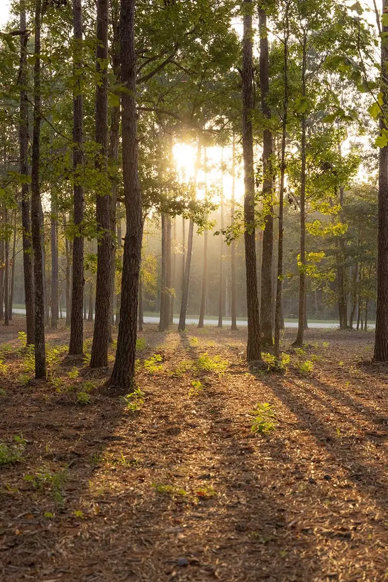 15211 Rubicon Road, Willis, TX 77378 - Image #2