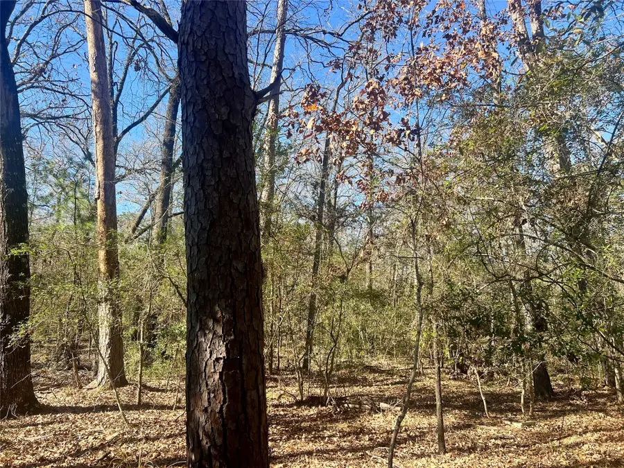 TBD Hackberry Drive, Onalaska, TX 77360 - Image #2