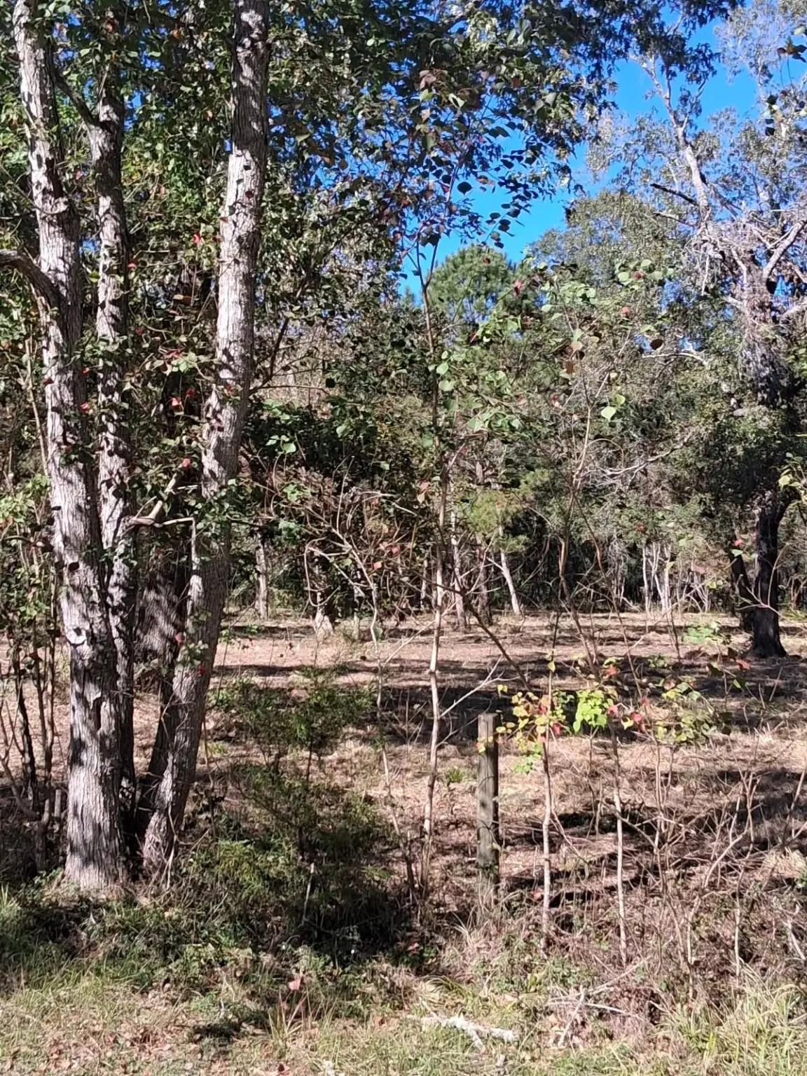 278 County Road 6502 W, Dayton, TX 77535 - Image #1