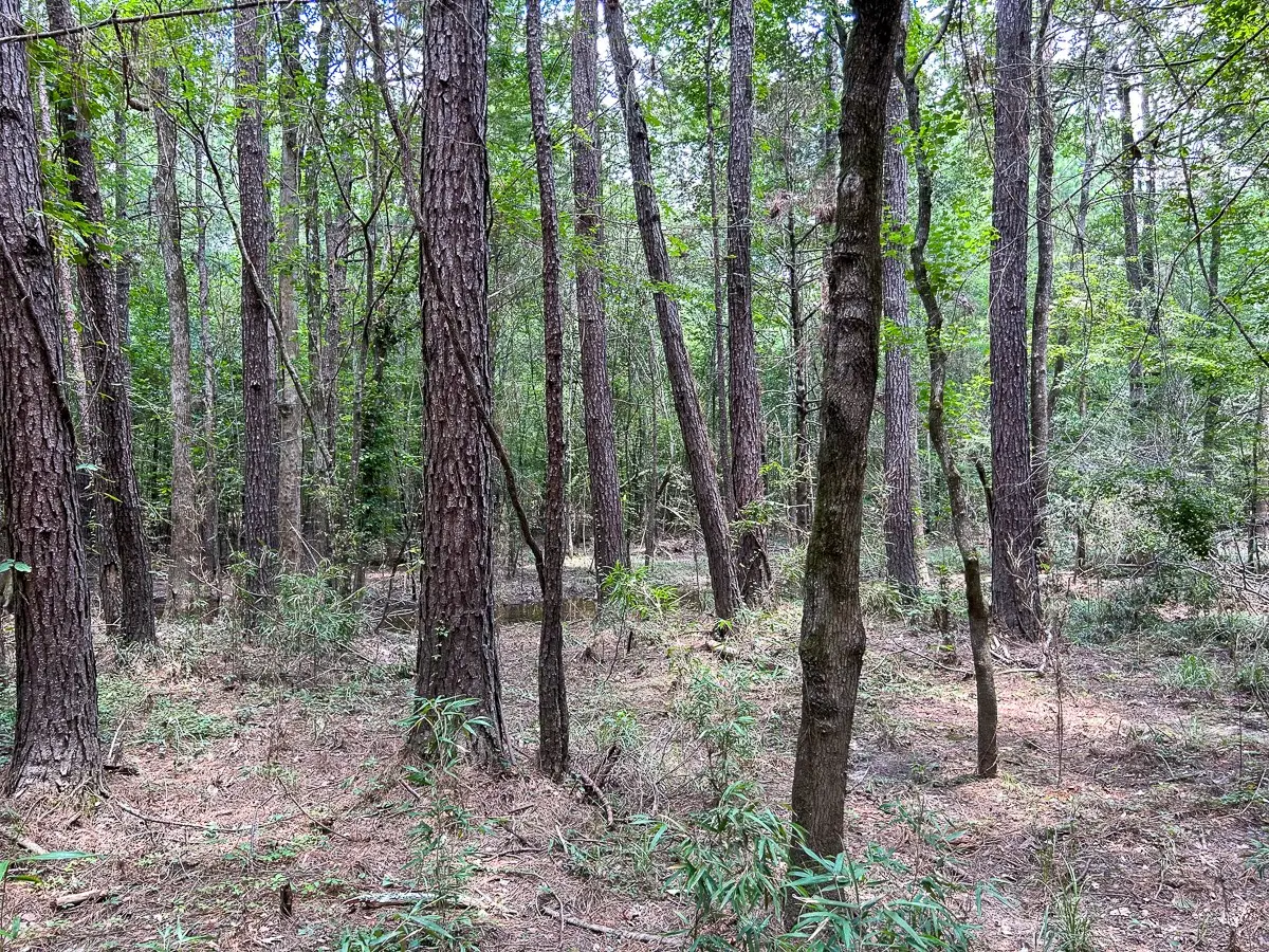 0 County Line Road, Livingston, TX 77351 - #1