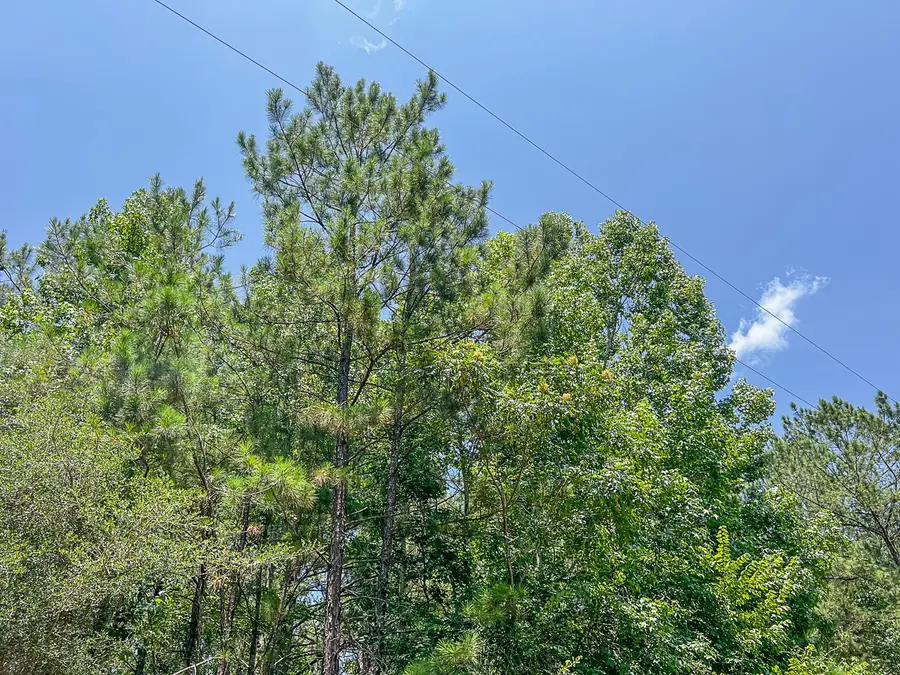 03 Cr 364e, Zavalla, TX 75980 - Image #3