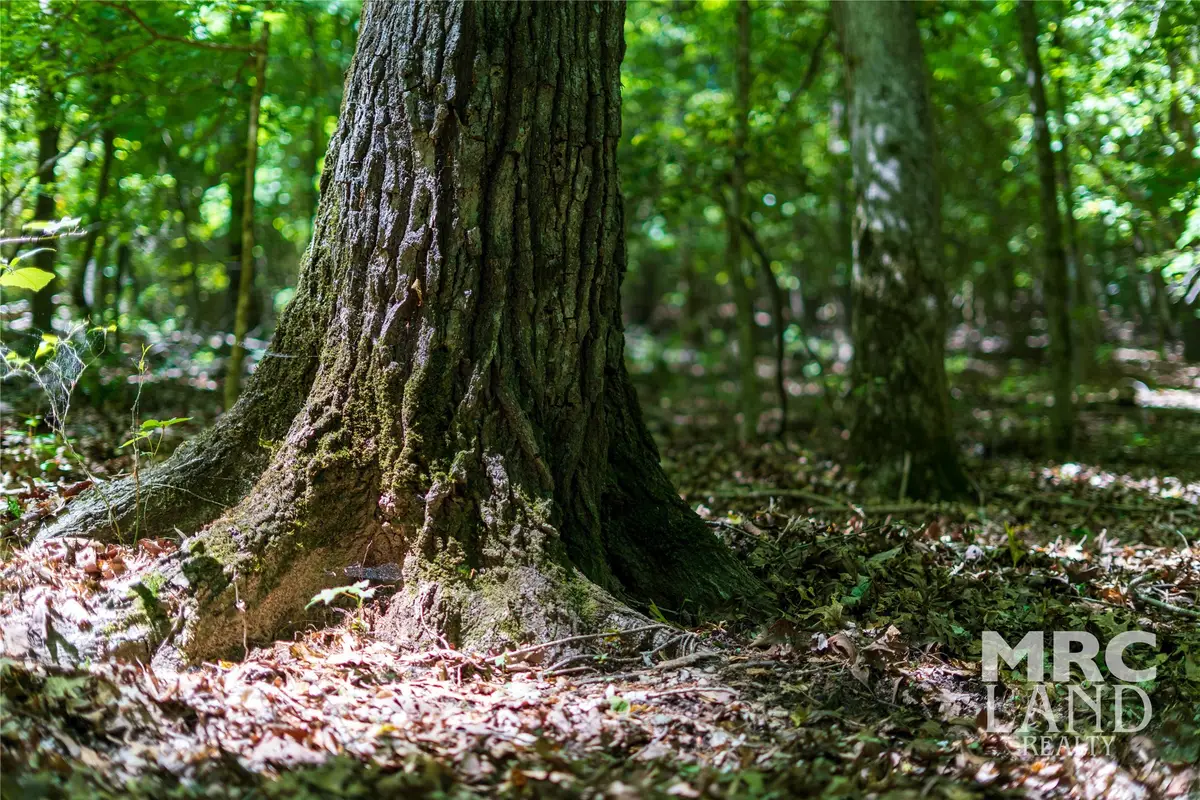 00 County Road 177, Garrison, TX 75946 - Image #1