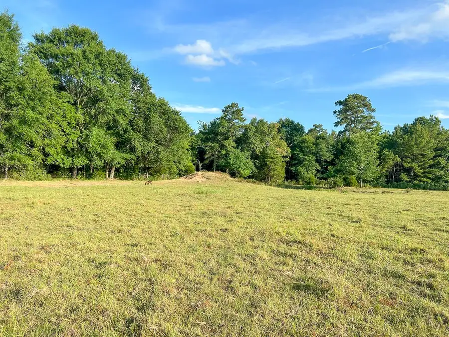 6275 County Road 206, Plantersville, TX 77363 - Image #3