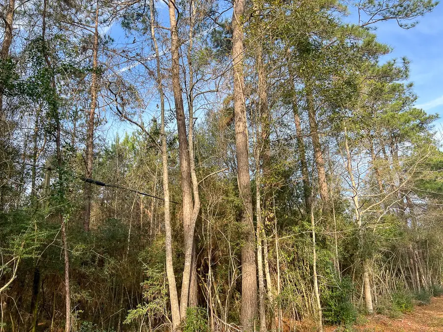 6 Tall Cotton Road, Saratoga, TX 77585 - #3