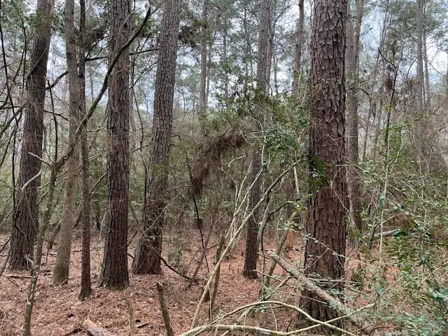 Hall Survey, Colmesneil, TX 75938 - Image #1