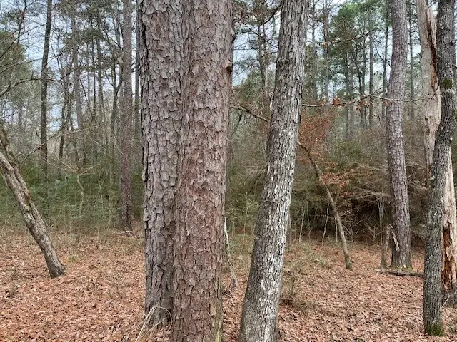 Hall Survey, Colmesneil, TX 75938 - Image #2