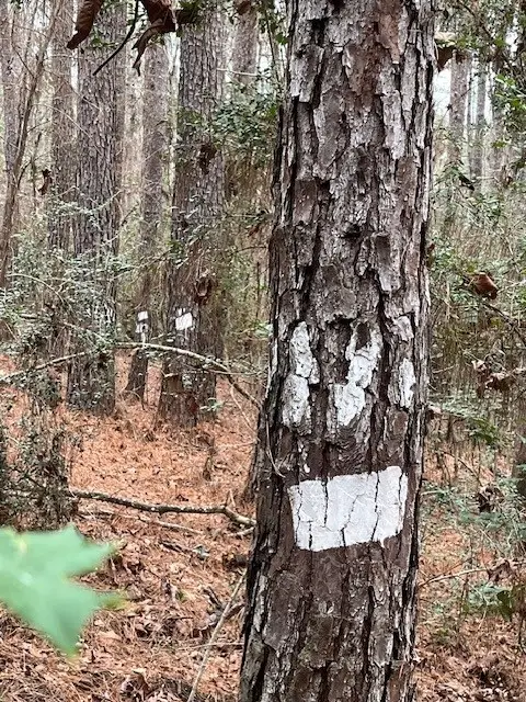 Hall Survey, Colmesneil, TX 75938 - Image #3