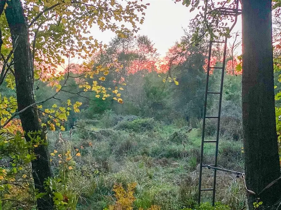 00 County Road 1651, Avinger, TX 75630 - Image #3