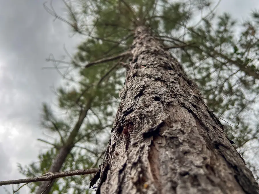 1 County Road 3038, Newton, TX 75966 - Image #3