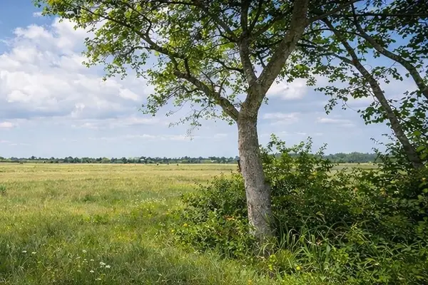 10318 County Road 67, Manvel, TX 77578