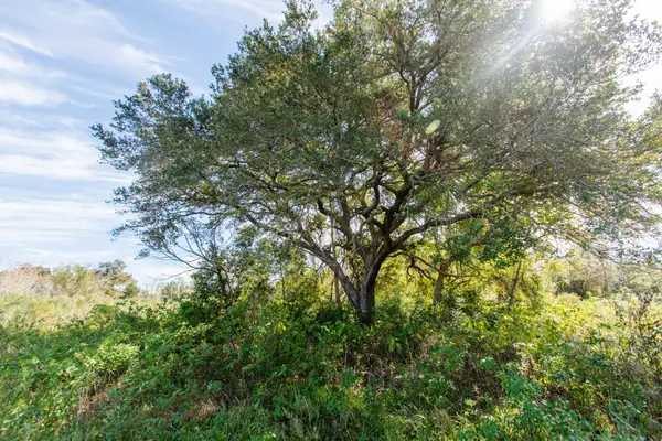 TBD Highway 36, Jones Creek, TX 77541