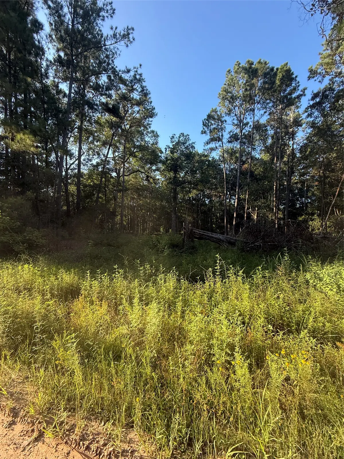 TBD Charlie Pride Drive, Livingston, TX 77351 - #1