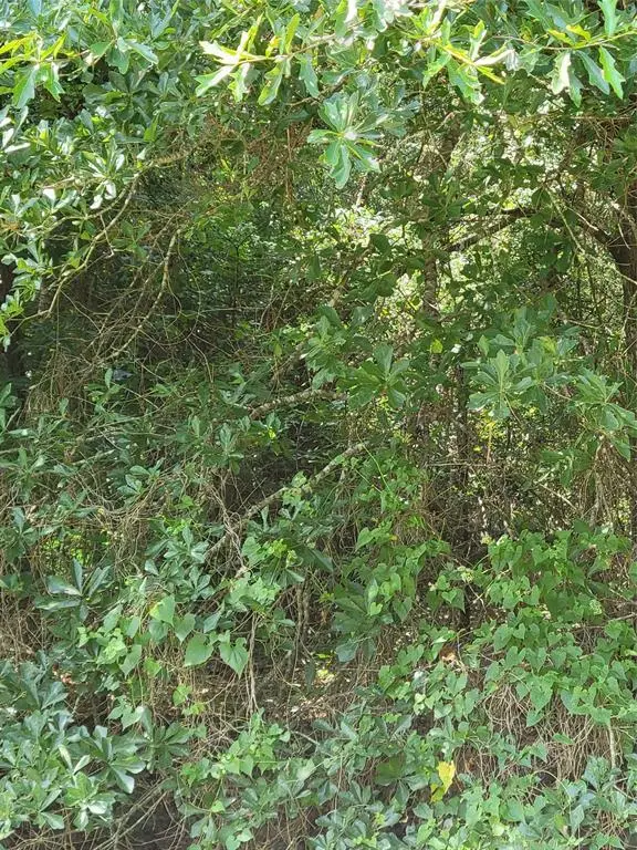 27735 Mid Lane, Splendora, TX 77372 - Image #3