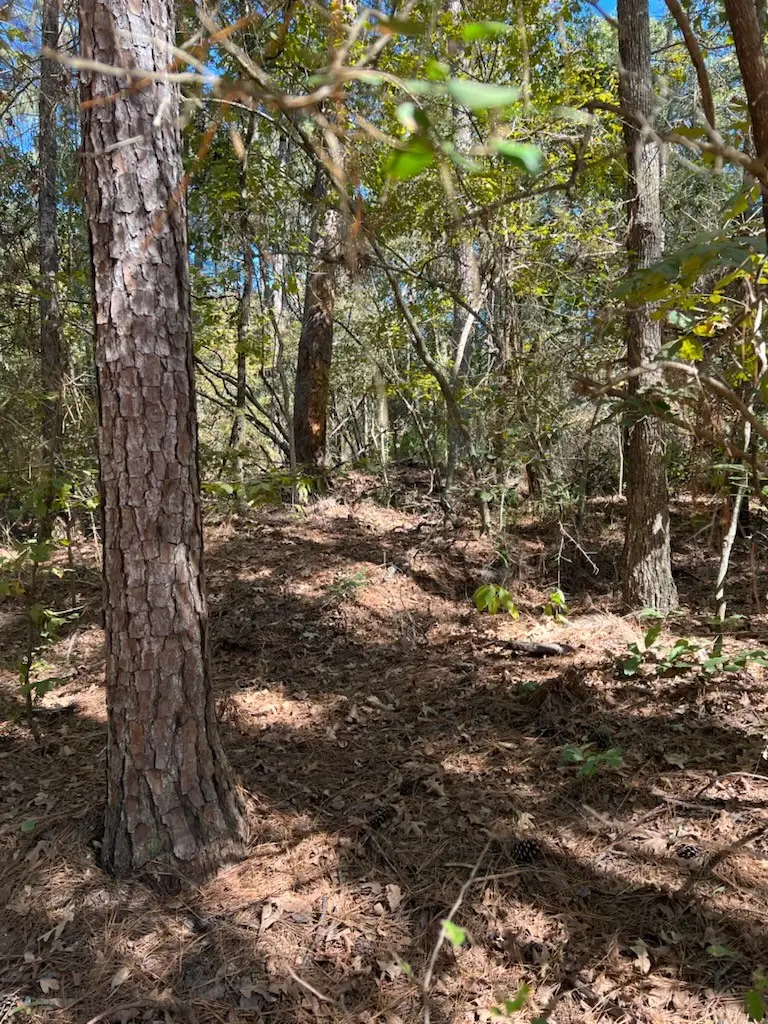 0 Monroe Drive, Livingston, TX 77351 - Image #2