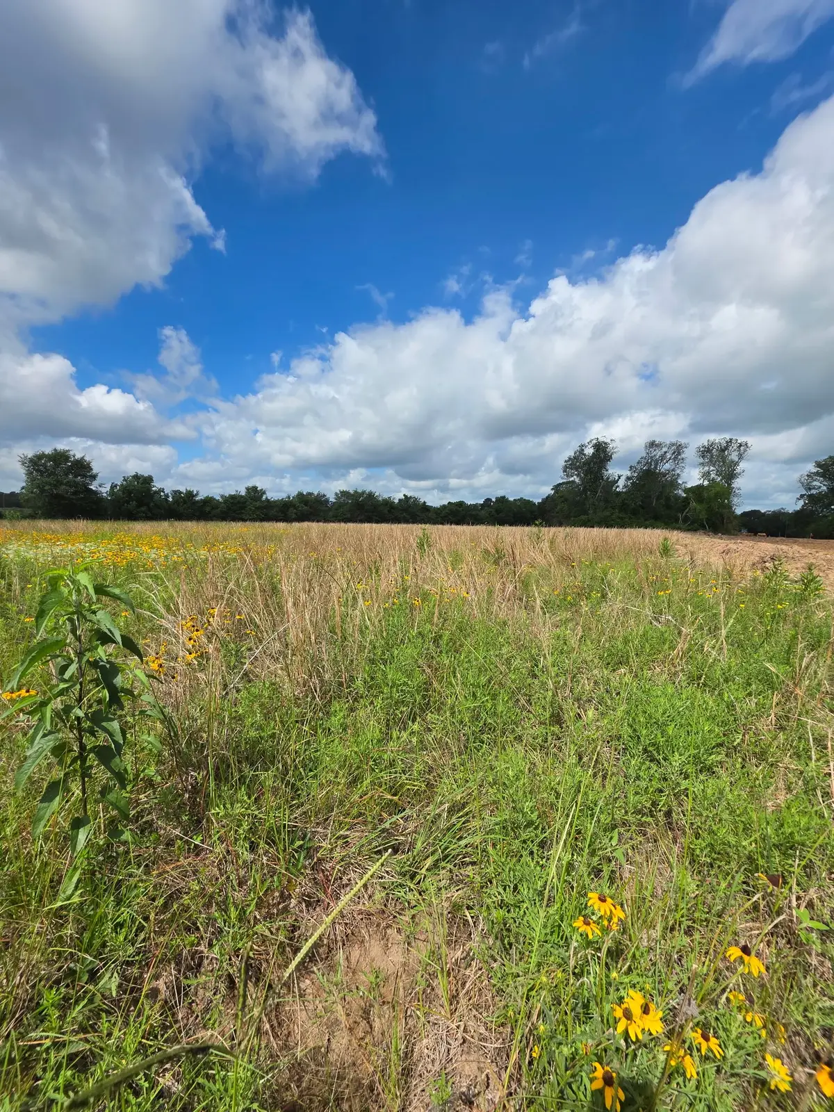 TBD LOT 6 County Road 201, Plantersville, TX 77363 - #1