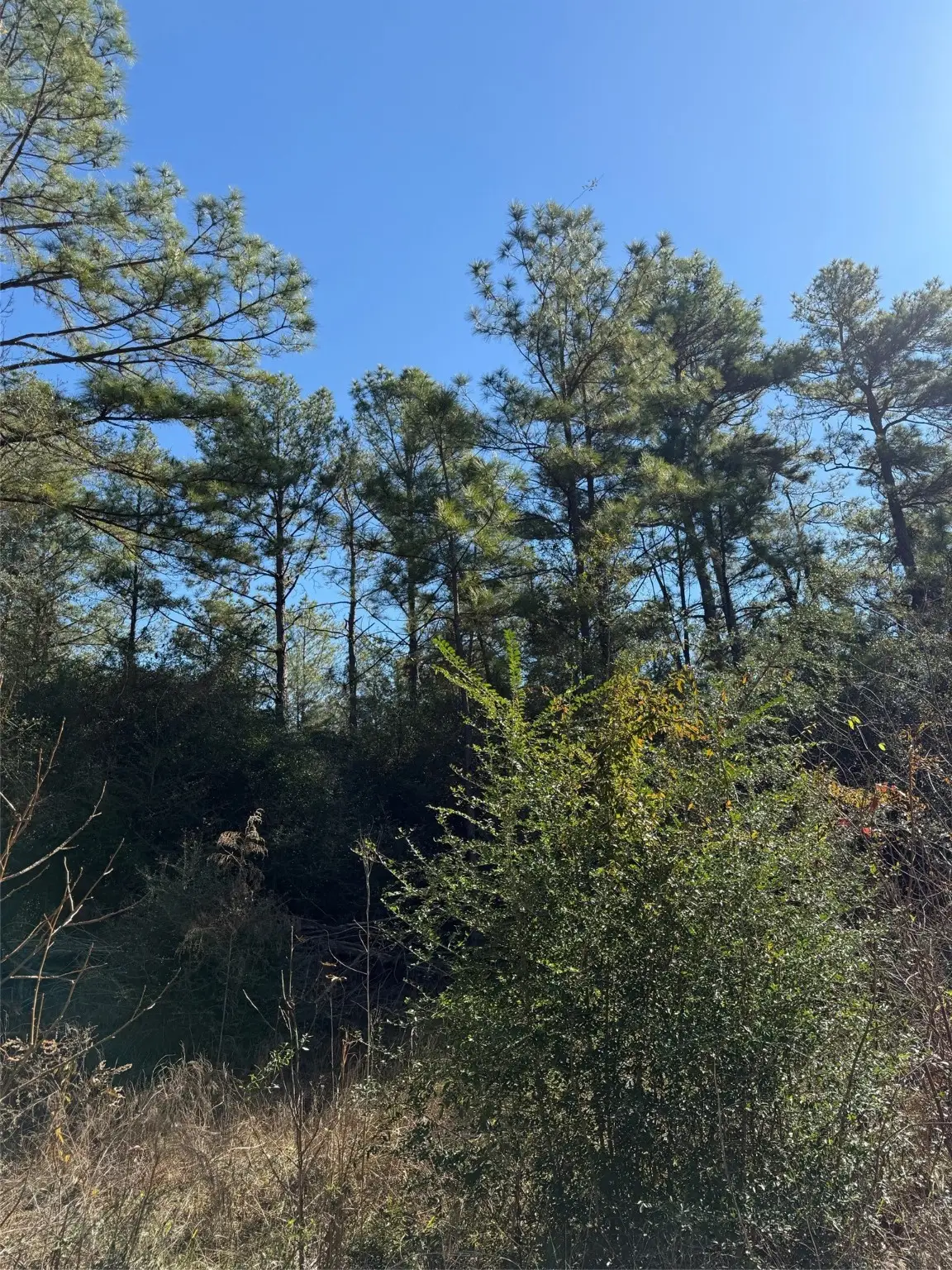 0000 Baltic Drive, Humble, TX 77346 - #1