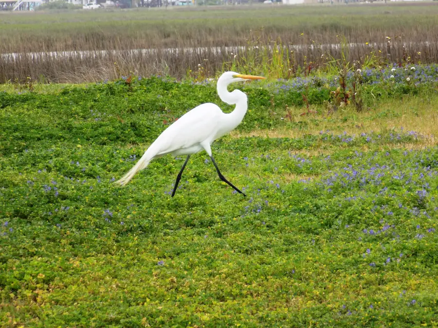 2214 Canal Drive, Sargent, TX 77414 - Image #2