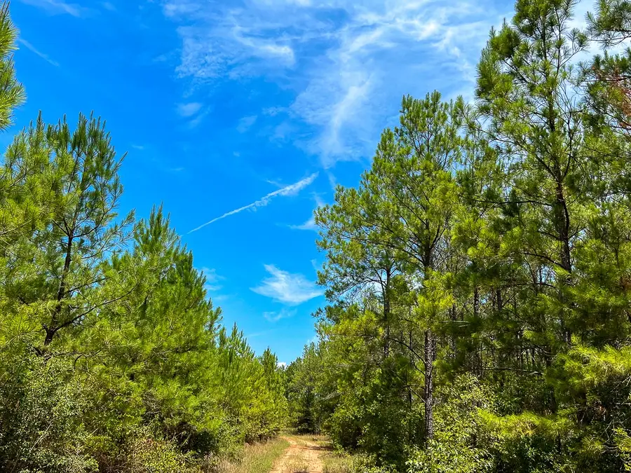 0 Lost Indian Camp Road, Huntsville, TX 77320 - Image #2