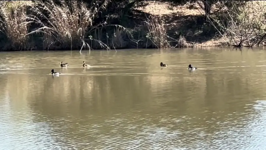 TBD Wetjen Lane, West Point, TX 78963 - Image #2