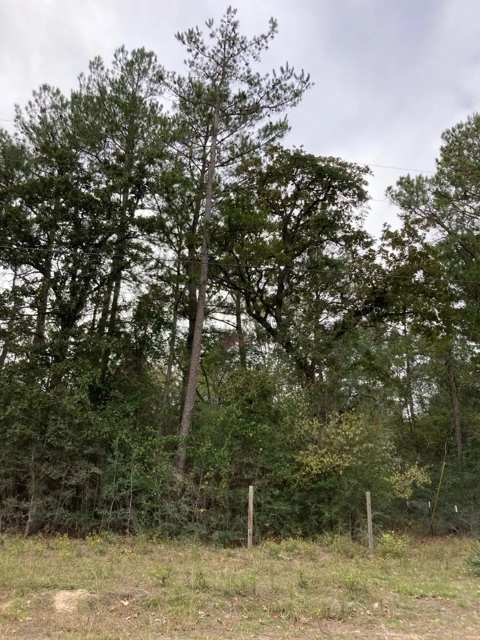 16596 Camelia Lane, Plantersville, TX 77363 - Image #1