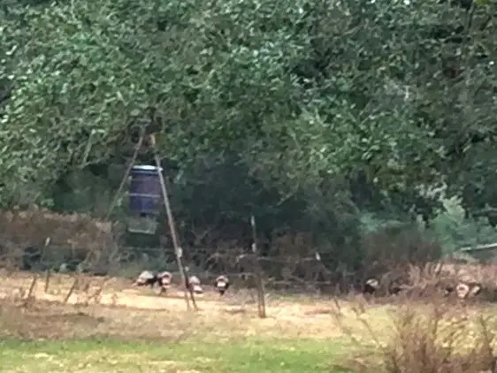 00 County Road 19, Garwood, TX 77442 - Image #3