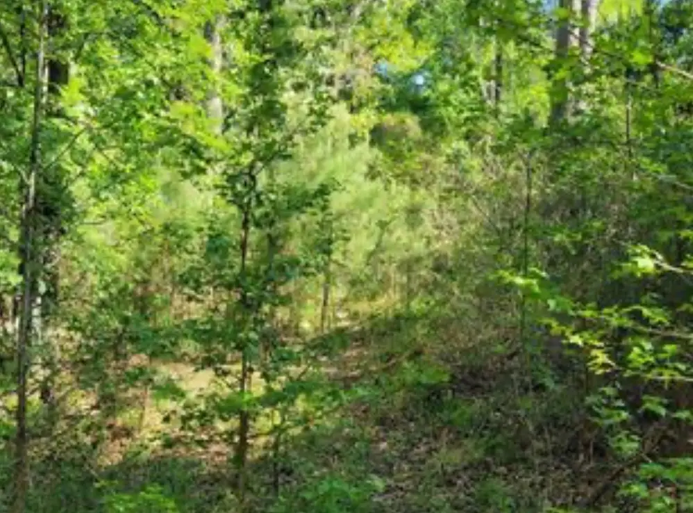 0 Winding Creek Dr, Trinity, TX 75862 - Image #1