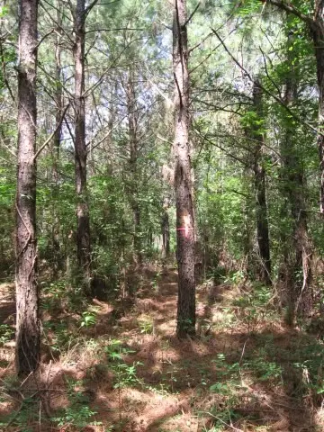0001 Pelican Road, Shepherd, TX 77371