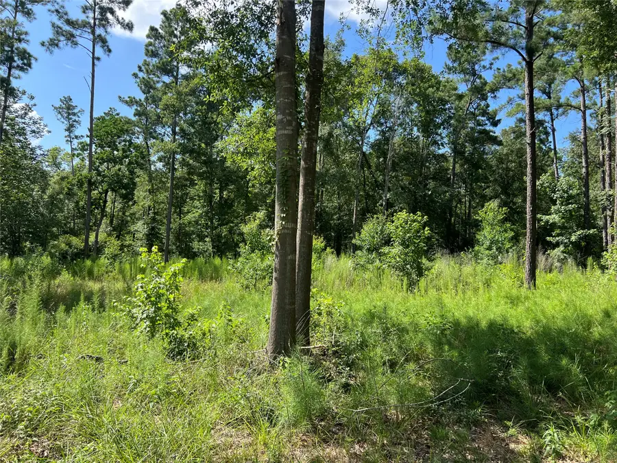 641 Rolling Pines Drive, Livingston, TX 77351 - #3