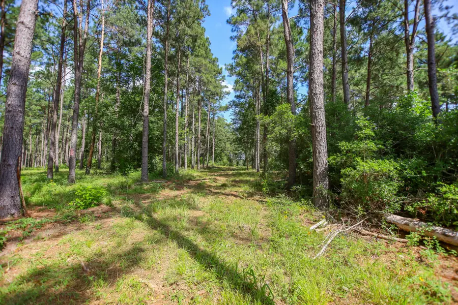 1950 Buckhorn Creek Dr, Porter Springs, TX 75904 - Image #2