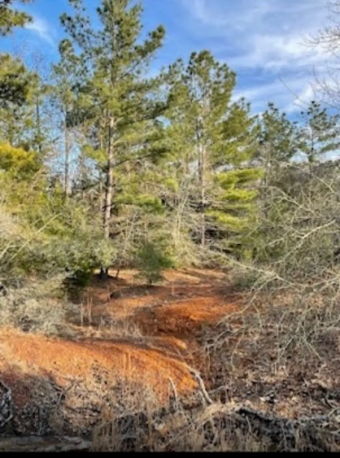 TBD Fm 1469, Marquez, TX 77865 - Image #1