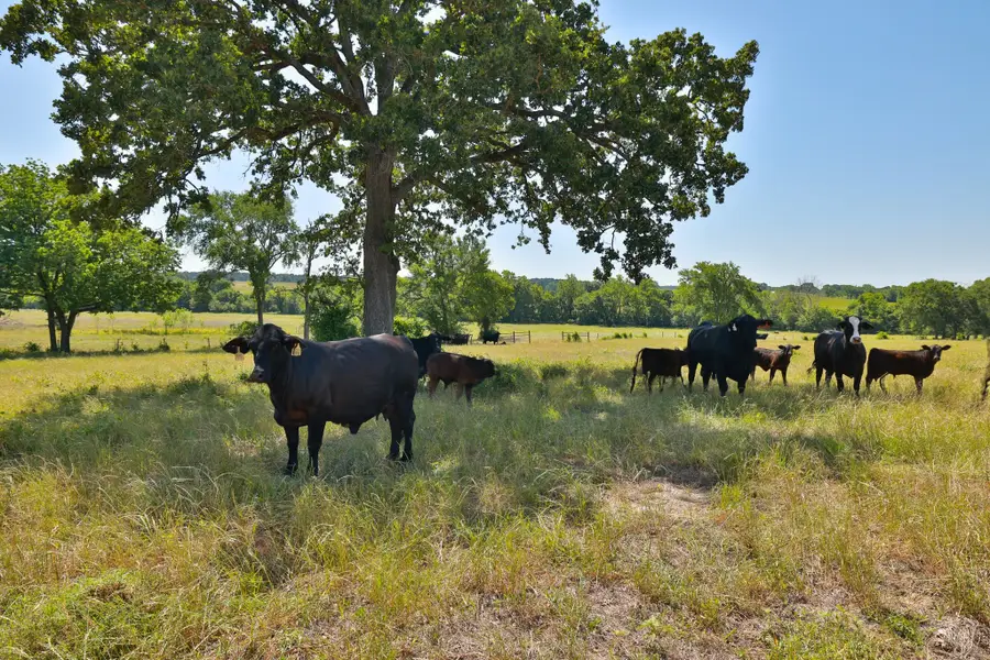 Tract #10 Cr 305 Road, Navasota, TX 77868 - Image #3