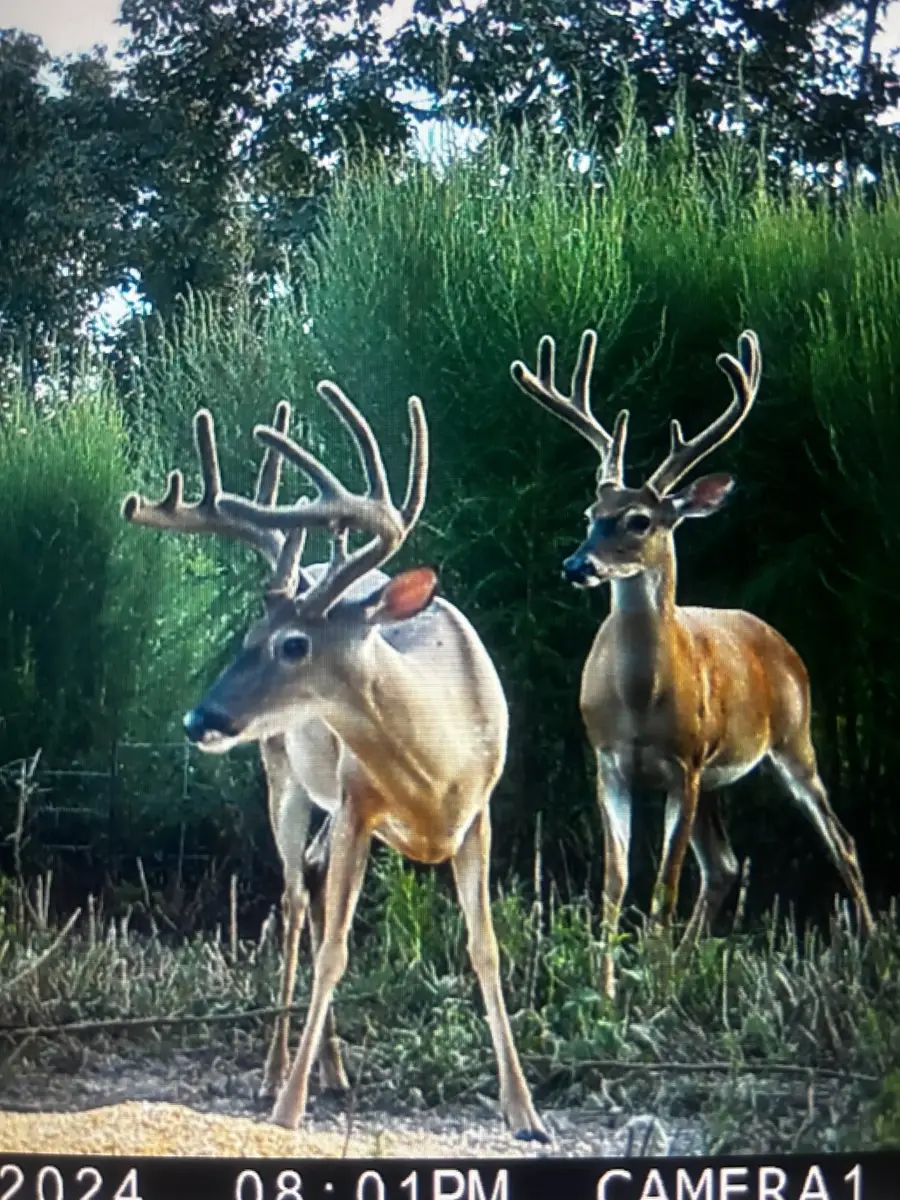 TBD Off Fm 2781, Kennard, TX 75847 - Image #2