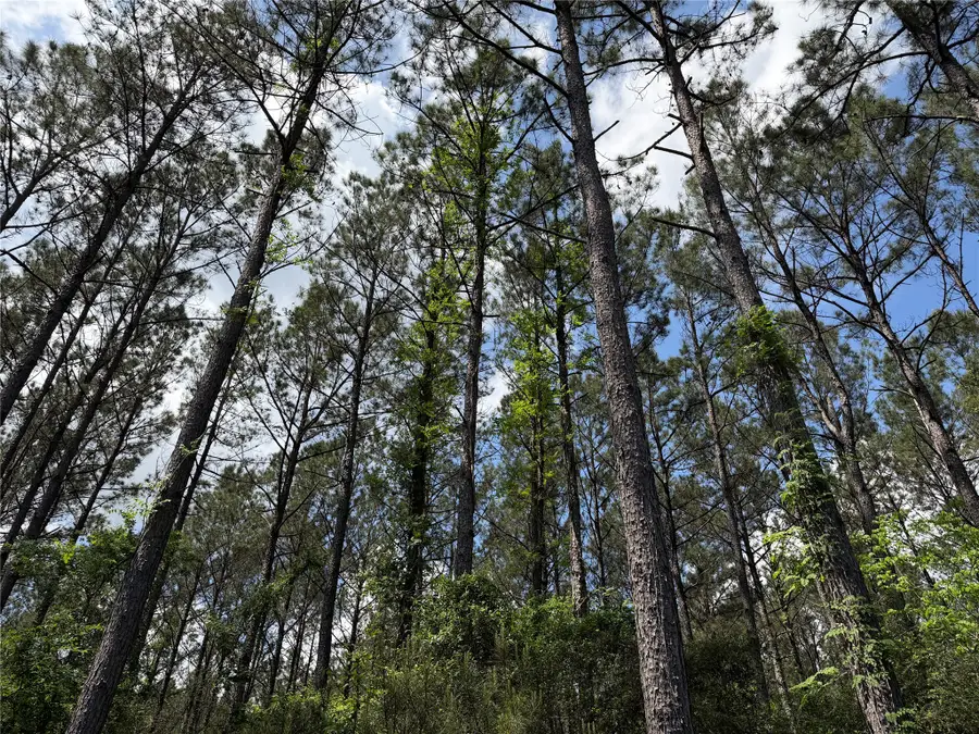 15693 Wooded Trail Way, Willis, TX 77378 - #3