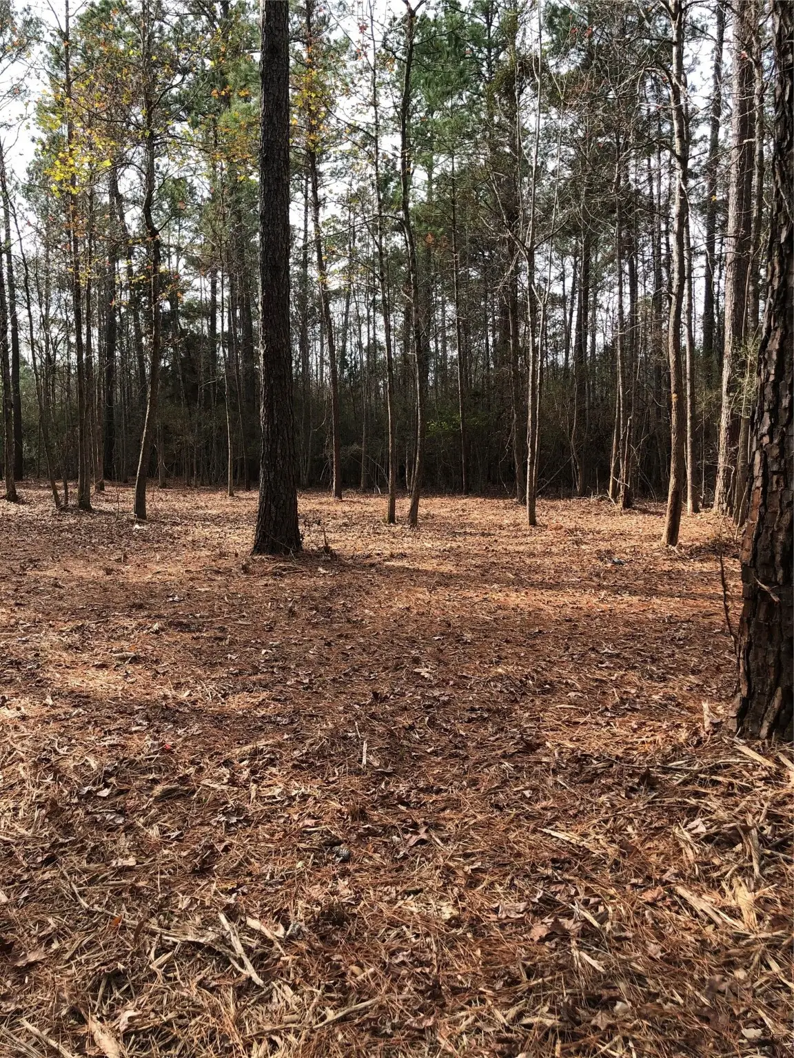 TBD 13.56 ACRES Pr 8725, Woodville, TX 75979 - Image #1