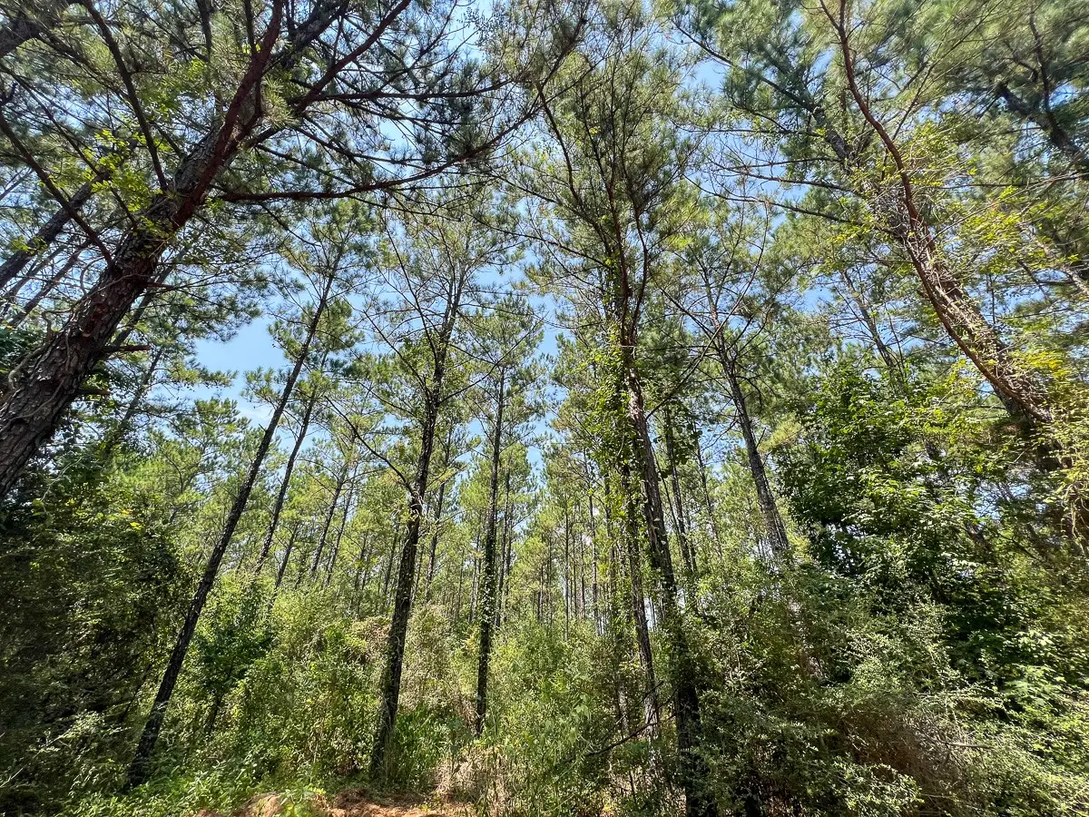 6 County Road 3230, Colmesneil, TX 75938 - #1