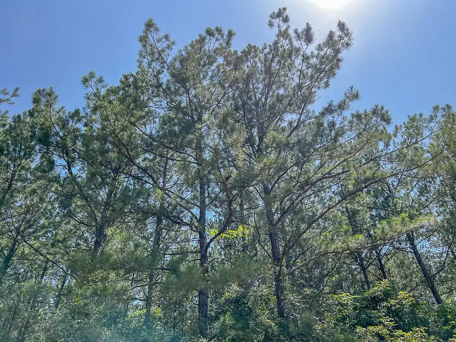 00 Cr 367, Zavalla, TX 75980 - Image #2