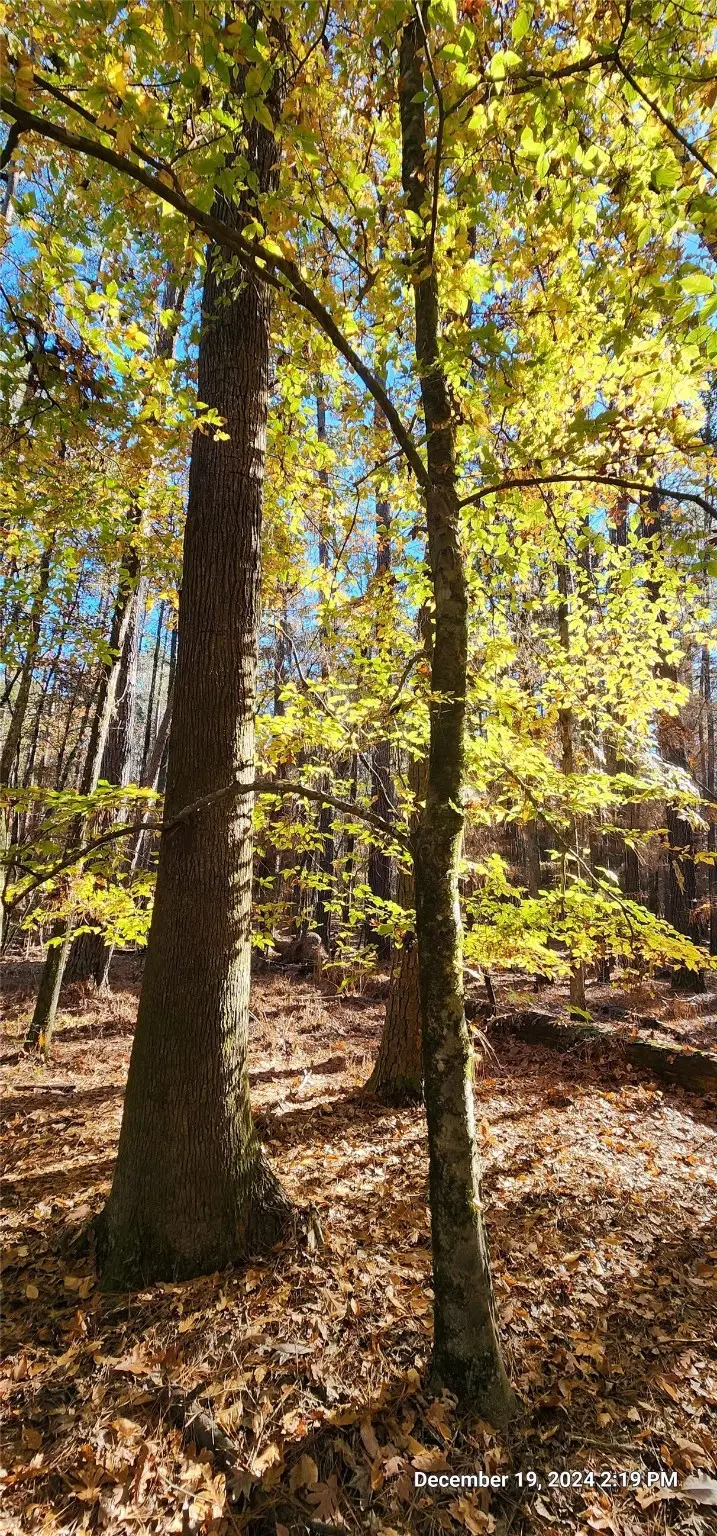 TBD County Road 405, San Augustine, TX 75972 - Image #2