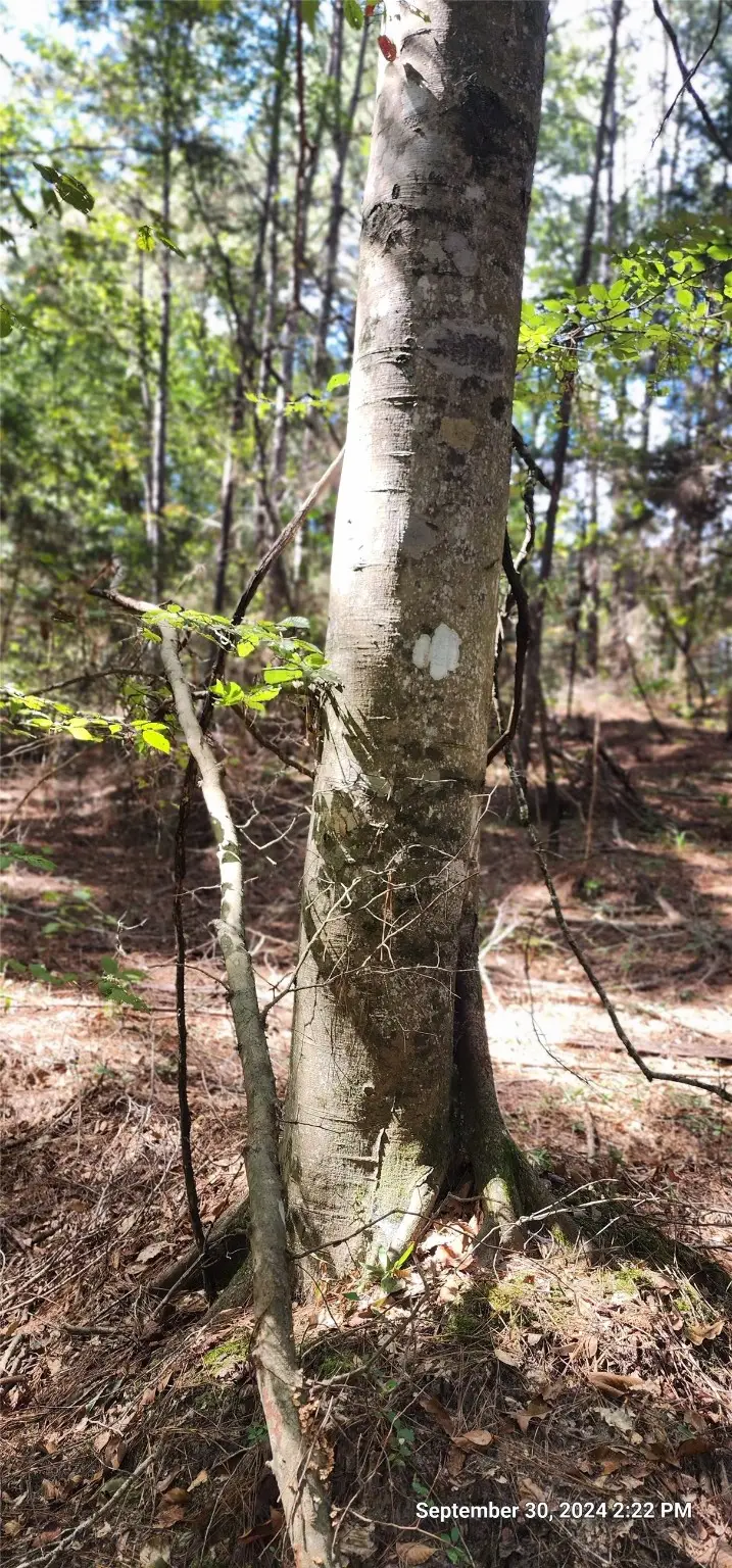 TBD County Road 405, San Augustine, TX 75972 - Image #3