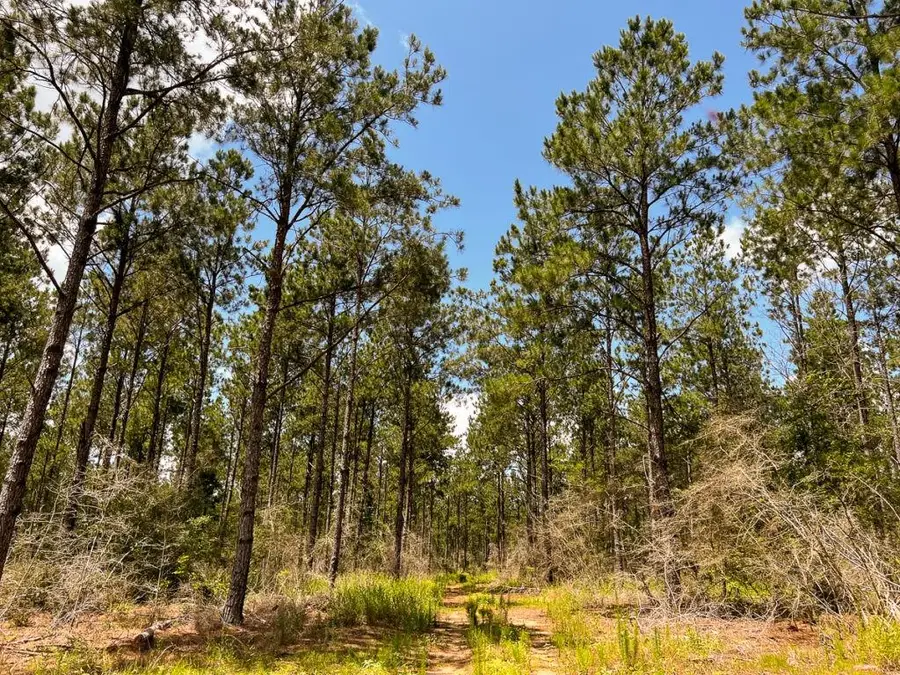 0000000 Kelley Road, Livingston, TX 77351 - #2