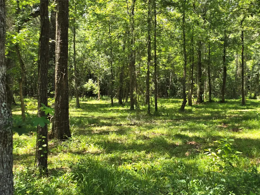 00 TBD Hwy 150 W, Coldspring, TX 77331 - #3