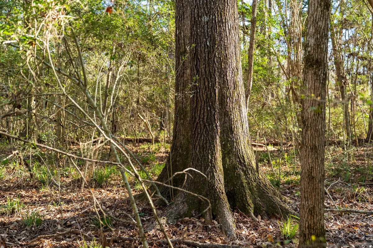 00 Hubert Cemetery Rd, Livingston, TX 77351 - #1