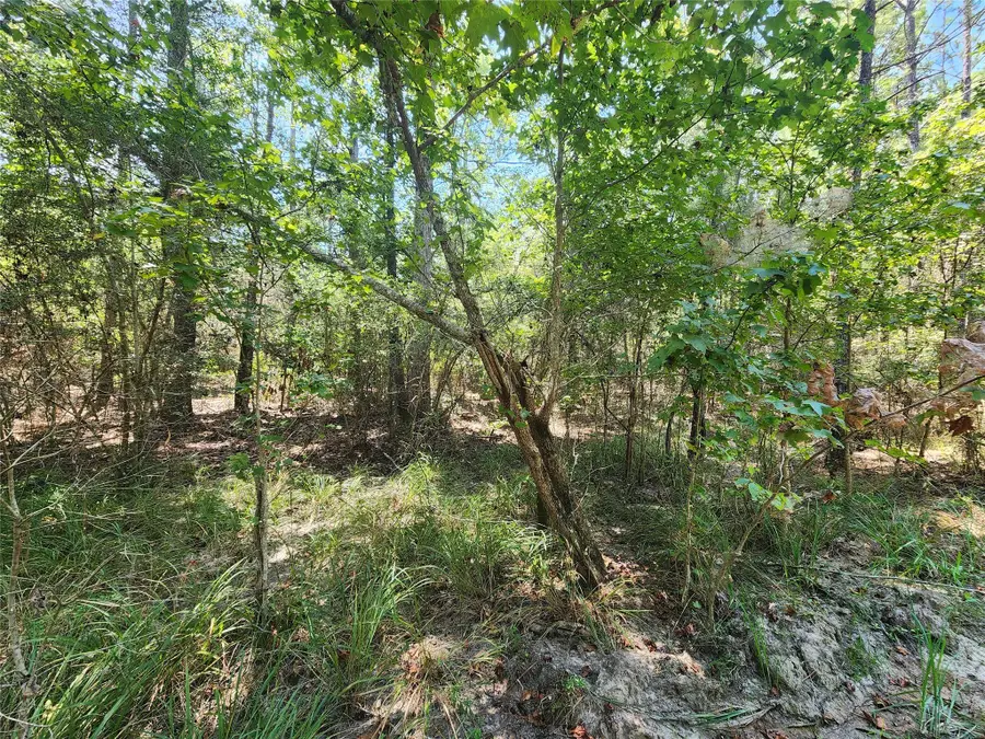 285 Sweet Gum Drive, Brookeland, TX 75931 - Image #3