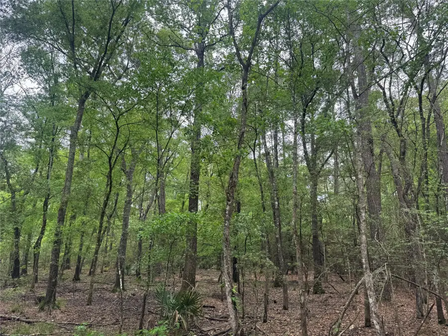 15800 Largent Drive, Plantersville, TX 77363 - Image #3