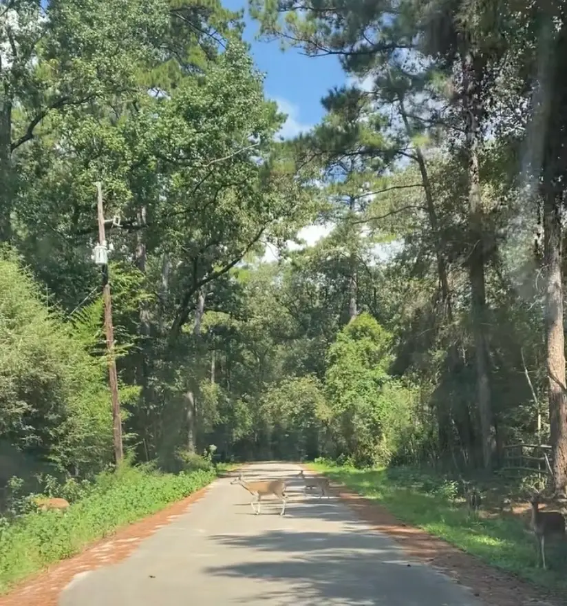 TBD Cimmaron Drive, Stagecoach, TX 77355 - Image #2