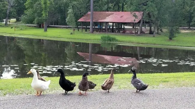 TBD Cimmaron Drive, Stagecoach, TX 77355 - Image #3