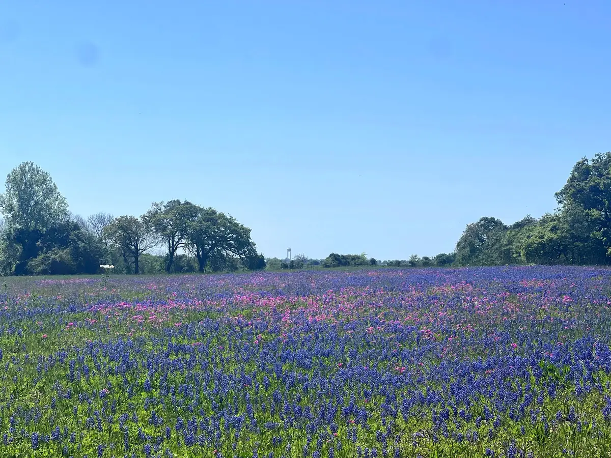 TBD 119 Fm 1227, Navasota, TX 77868 - Image #1