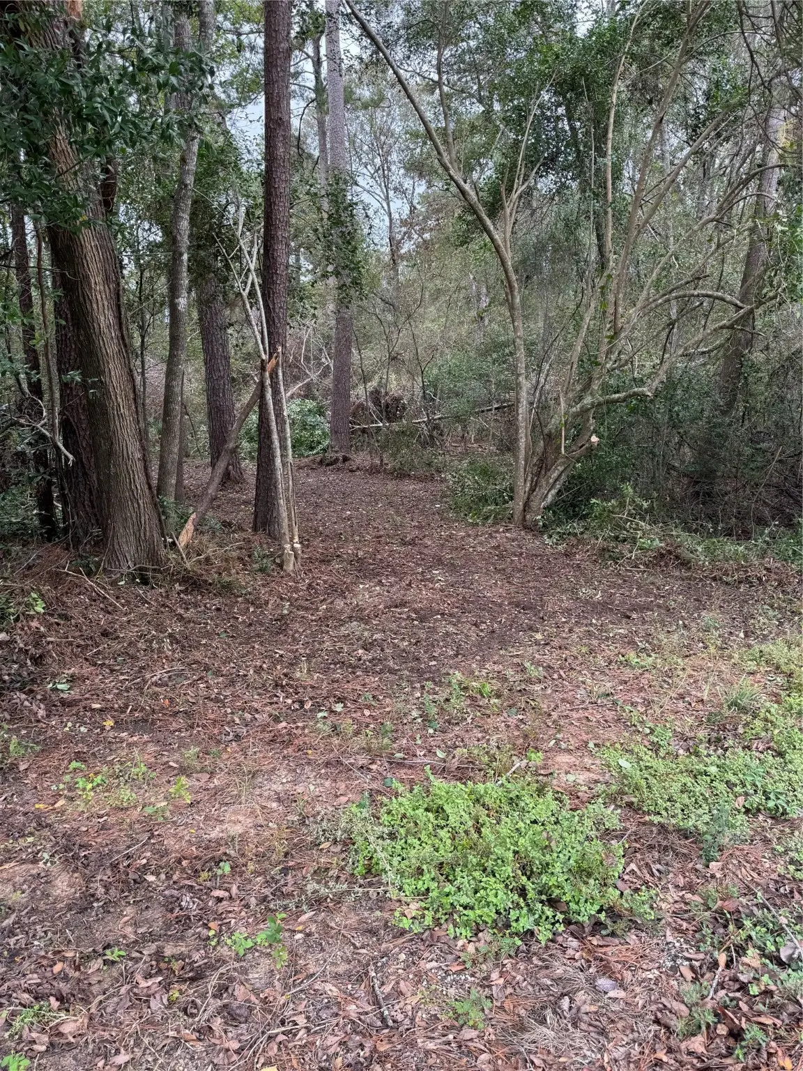 1611 Athens Dr, Roman Forest, TX 77357 - #1