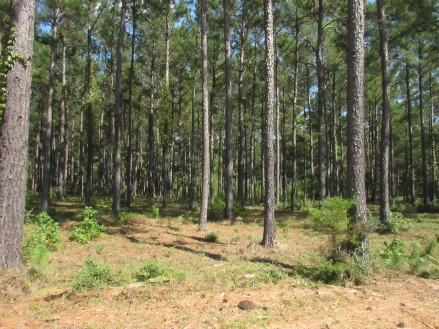 0004 Fm 256 N, Woodville, TX 75979 - Image #2